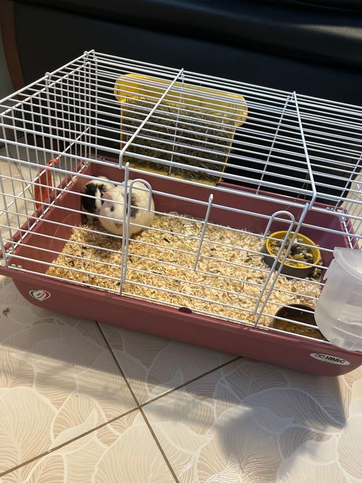 Porcușori de Guineea +cușcă echipata