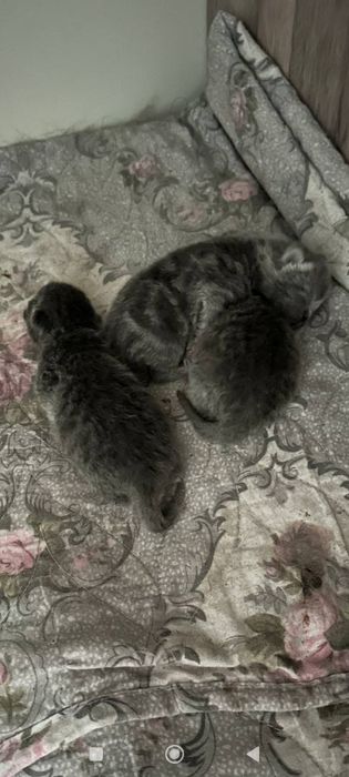 Scottish fold bollari sotiladi 3 kunlik