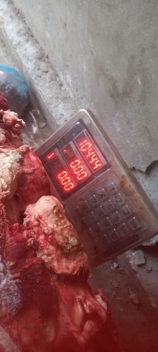 horoz itlarga gowlarimz bor