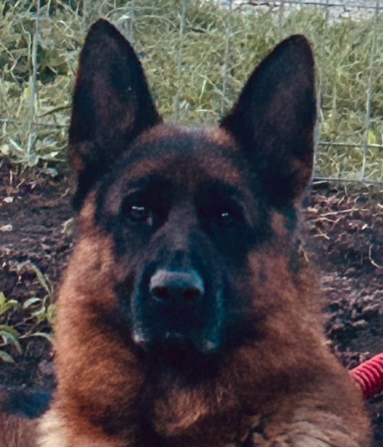 Femeluta ciobanesc german