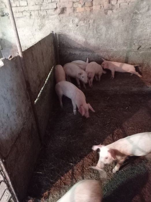 Продавам малки прасета