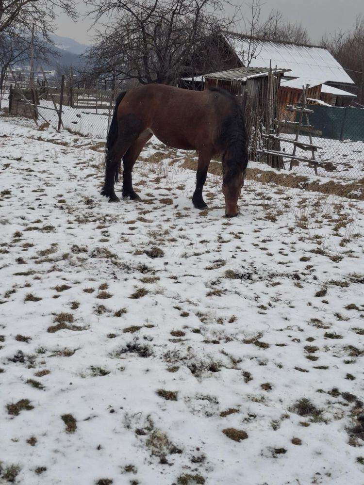 Vând mânză 3 ani