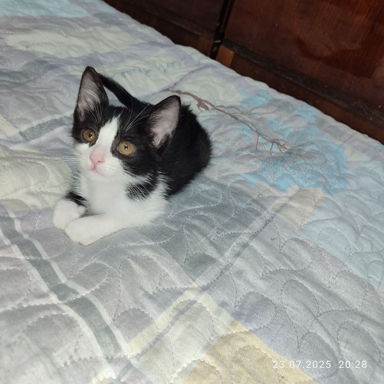 Отдам котёнка мальчик
