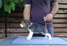 Pui Beagle tricolor din părinți cu pedigree