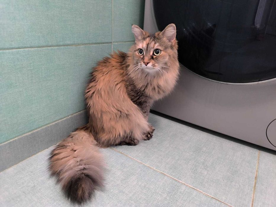 Отдам кошку в хорошие руки