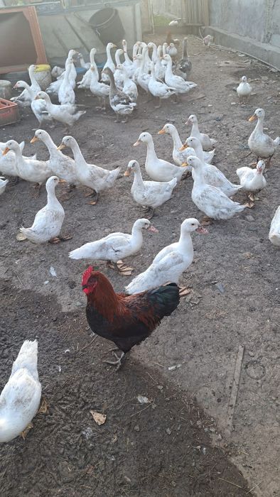rate românesti, boboci de gâșca, bibilici