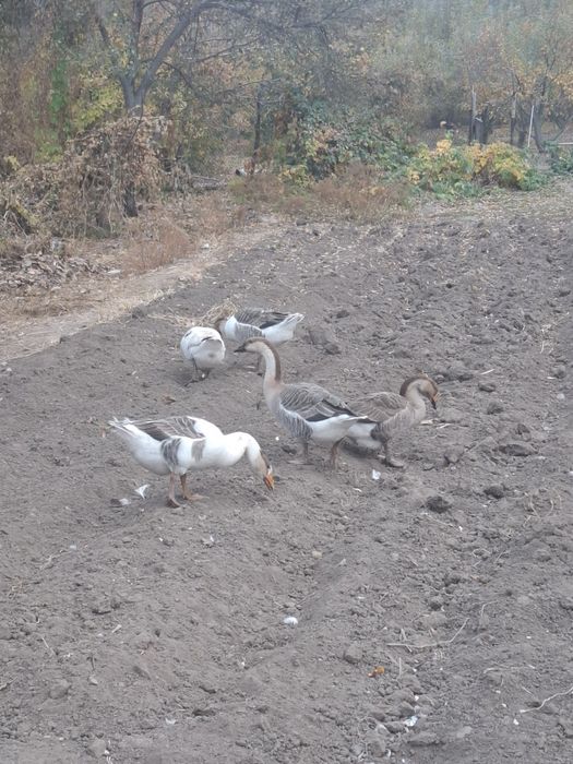 Продам домашних гусей