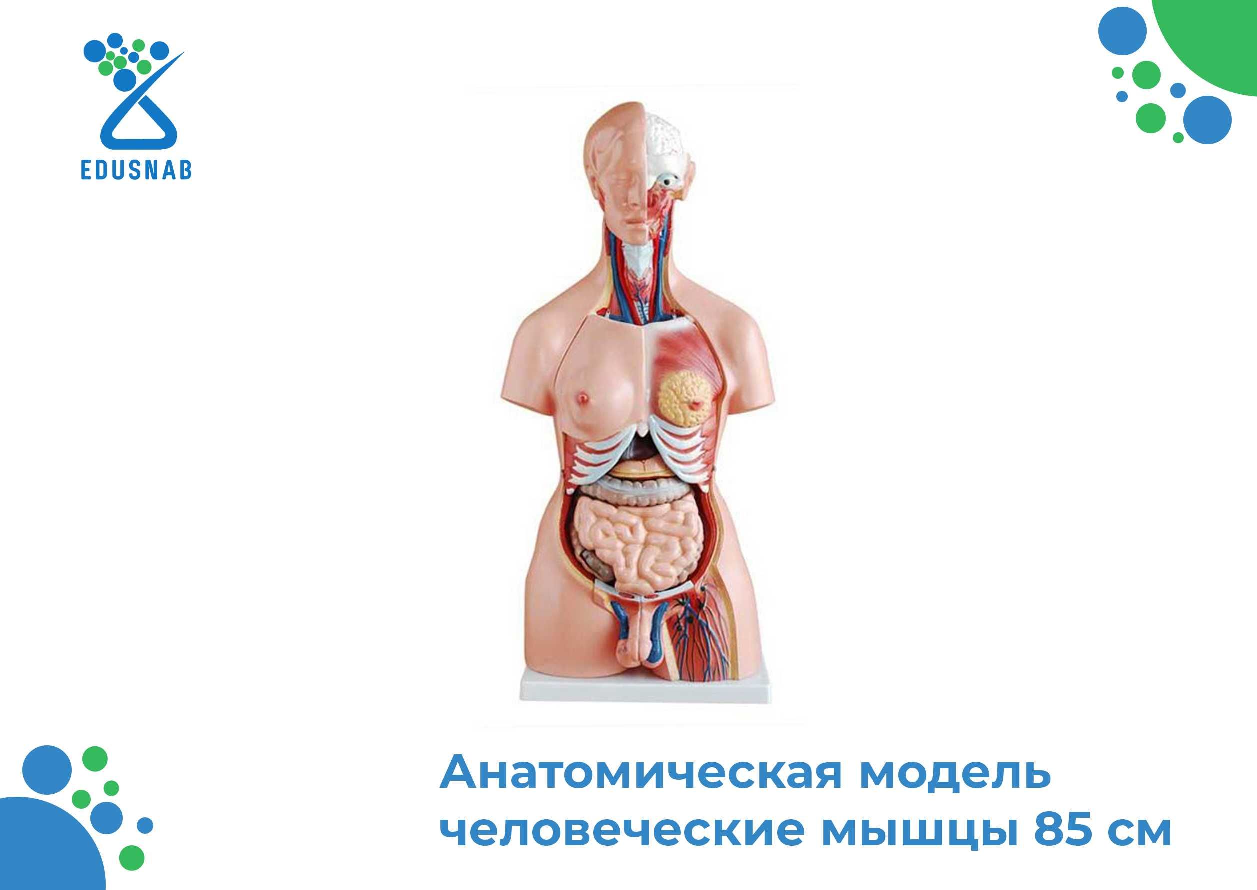 Биология/Анатомический модель/Biologiya /anatomik model
