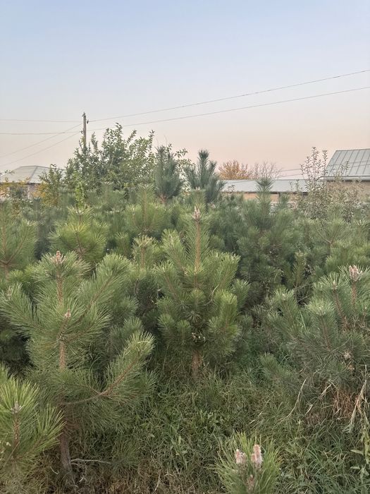 Кримская сосна кучати (арча кўчатлари)