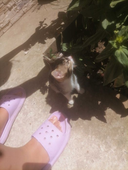 Donez pui pisicuta 1 luna salvat la țară- cautam stăpân iubitor