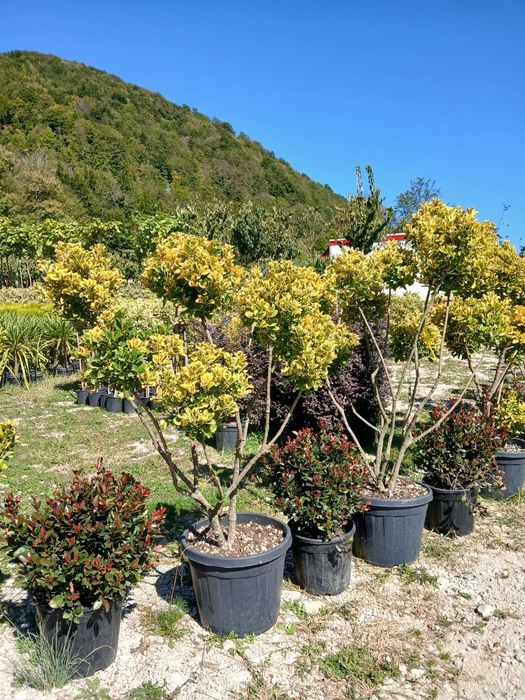 Plante ornamentale