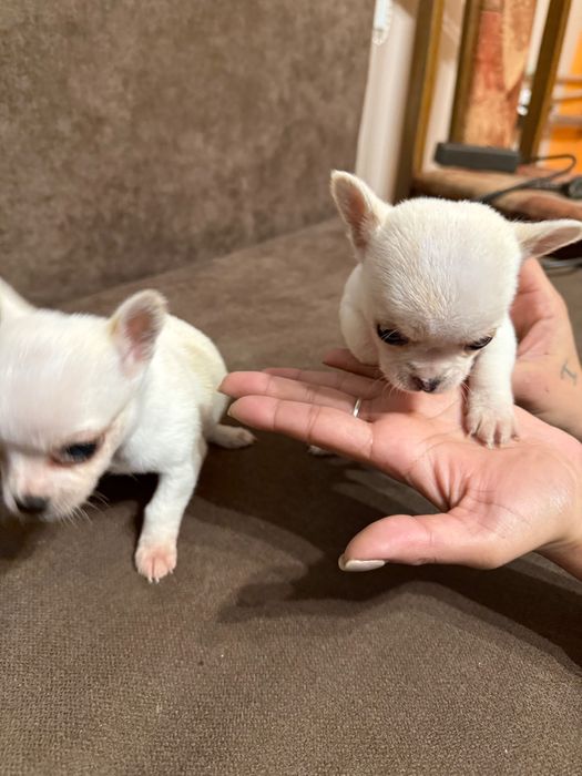 Продавам Чихуахуа