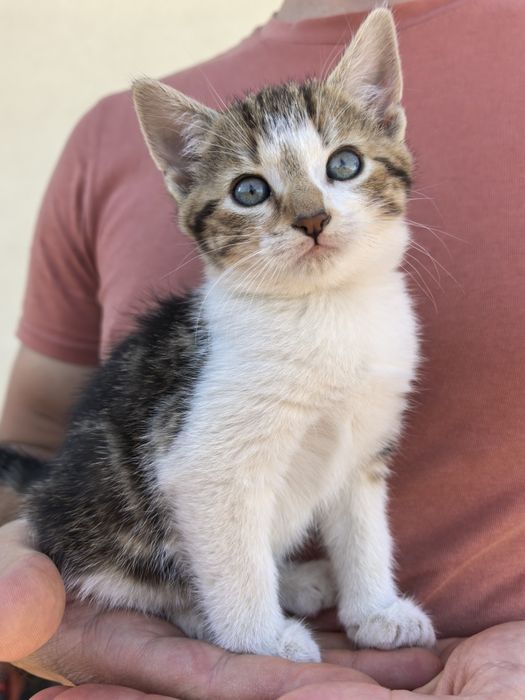 Donez 4 pui de pisică