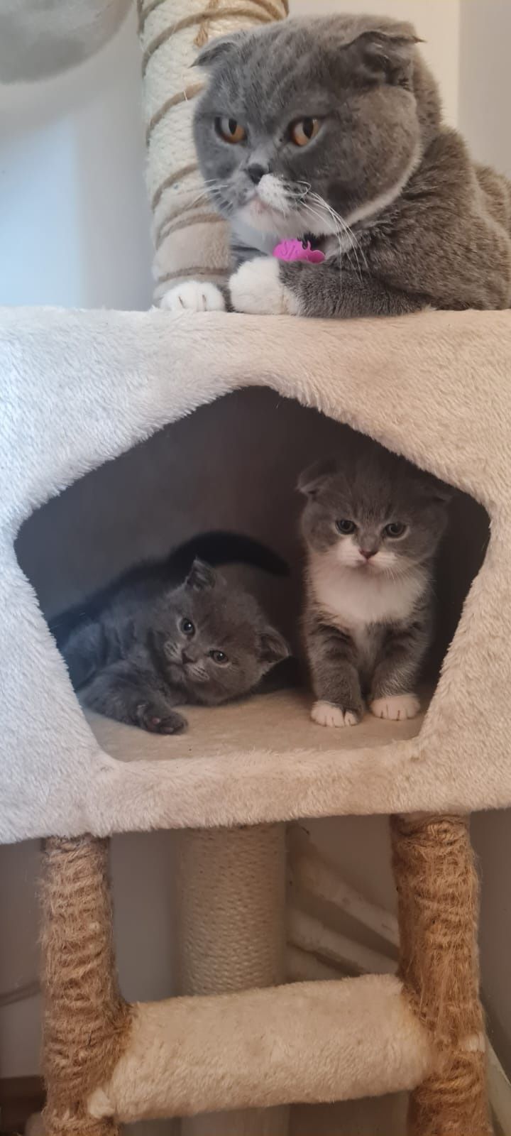 Fetițe Scottish fold de vânzare