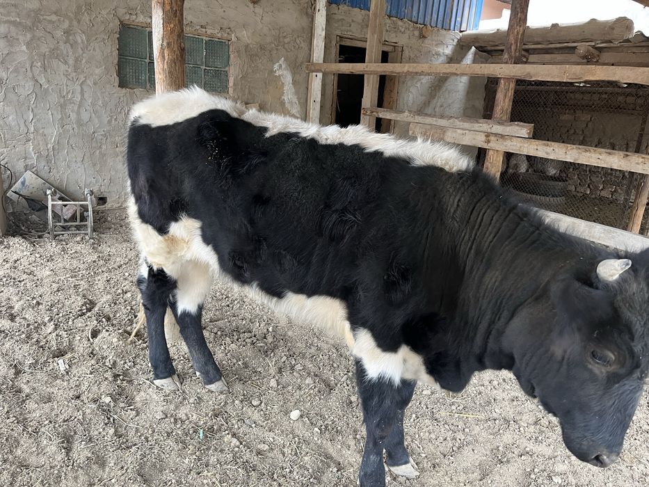 Баспақ Қашар Ұрғашы