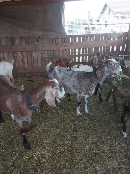 Vand 4 capre anglonubian