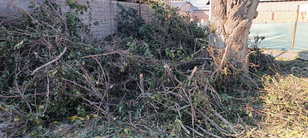 Ўтин шохшаба текинга.