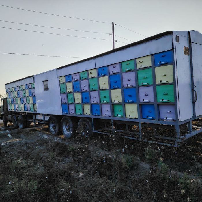 асал ари павильон