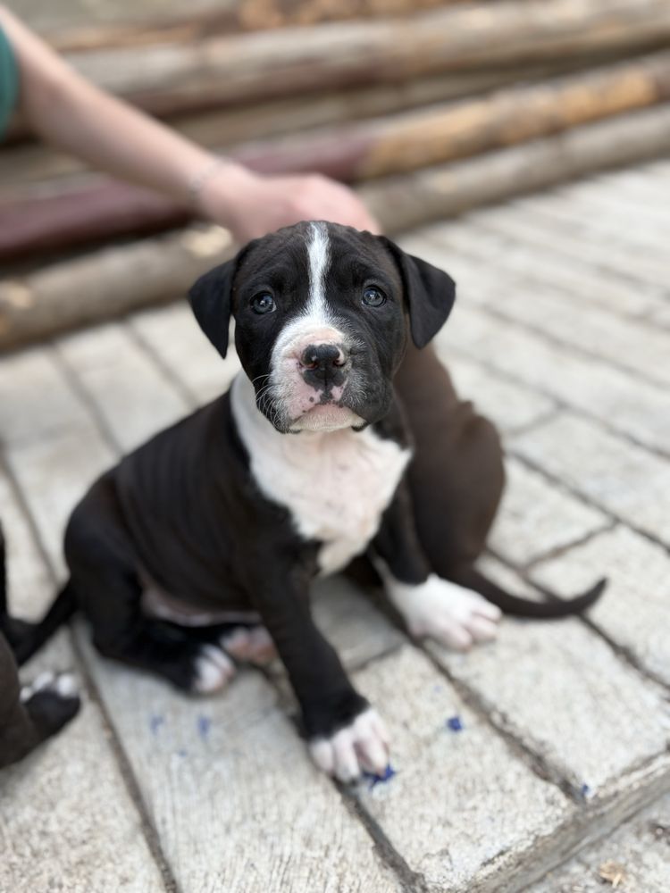 Amstaff mascul 5 saptamani