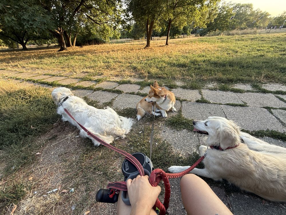 Pet-Sitter / Cazare Caini Bucuresti