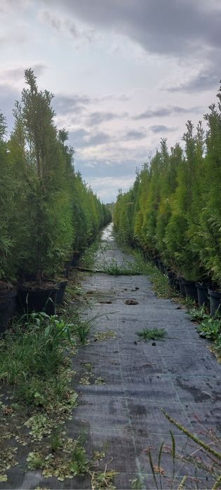 Tuia smaragd perfect aclimatizați direct din pepinieră