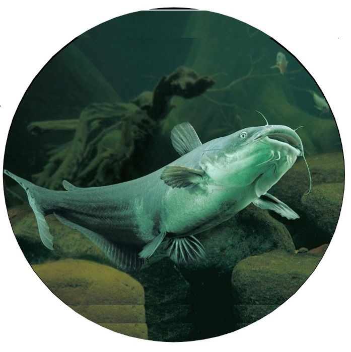 Калъф За Резервна Гума На Джип С Риба Риби