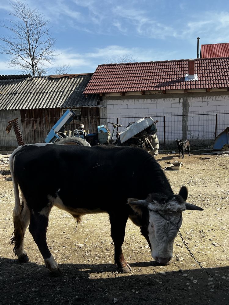 VAND TAUR  , rasa baltata romaneasca