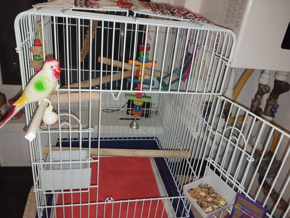 Nifa mascul de vanzare