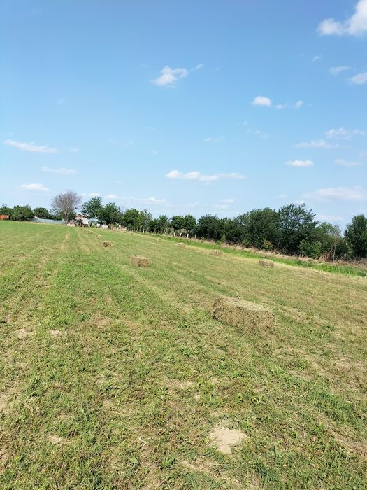 Vând baloți lucerna