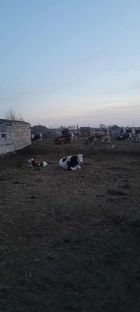 Продам КХ рассмотрю все предоожения
