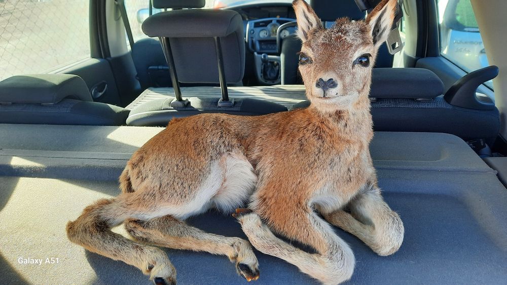 Препариран трофей. Сърна
