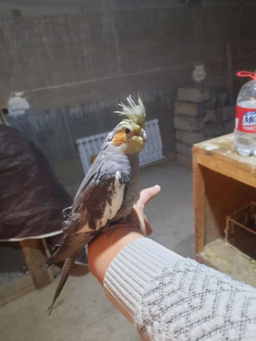 Карелла сотилади