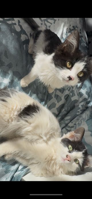 2 ta mushuk пародали