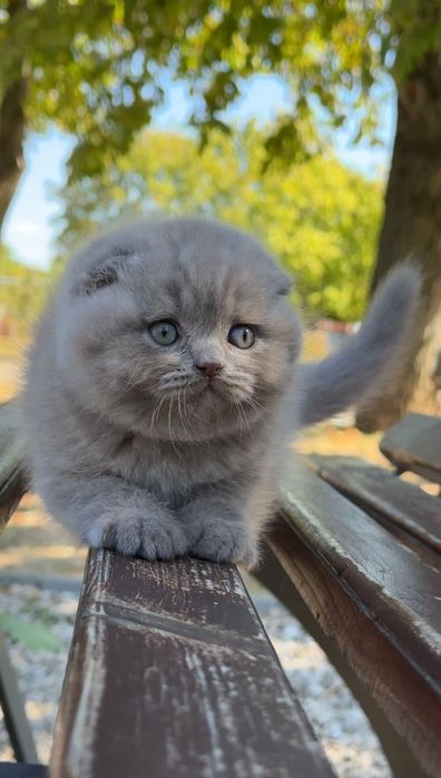 Scottish fold  de calitate.