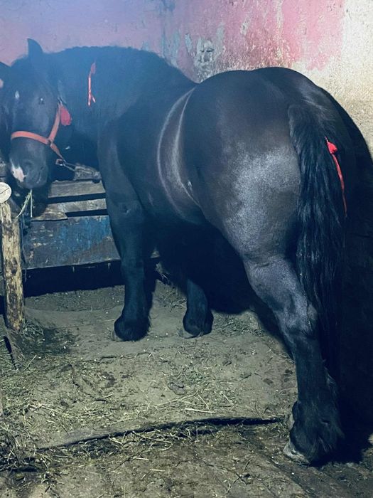 Manza de 3 ani gestanta