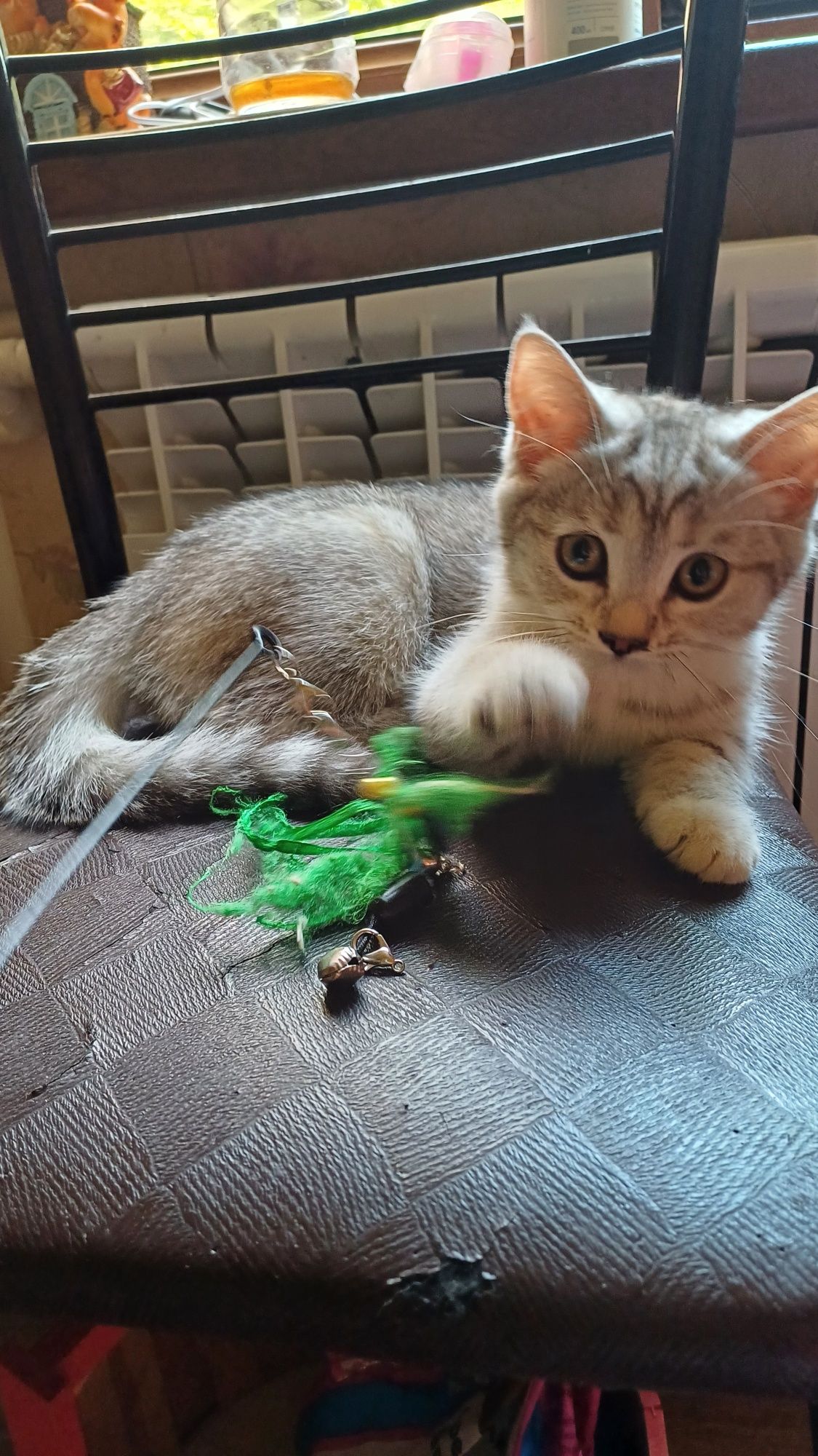 Срочно продаются котята