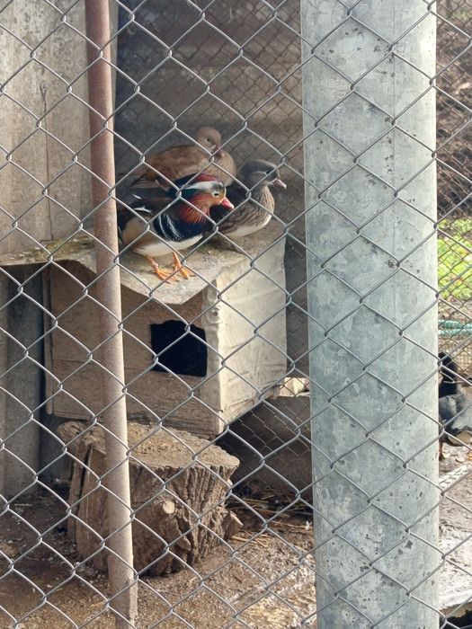 Холандска гащата,фазани,пауни,якалии  и мандаринки
Фазани чарвено-злат