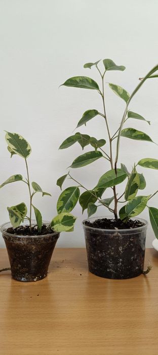 Распродажа комнатных растений! Замиокулькас обычный, равен!