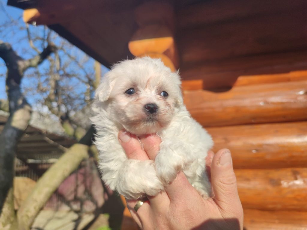 Bichon maltez super mini