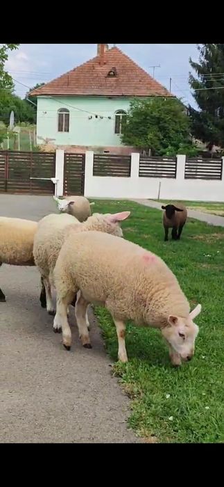 Berbecut Texel anul 2025