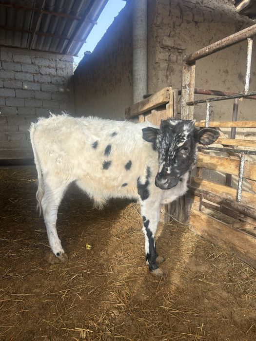 Бұзаулар сатылады