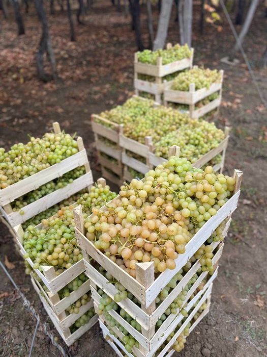 Struguri De Masa – Italia, Victoria, Tamina – Calitate Superioara