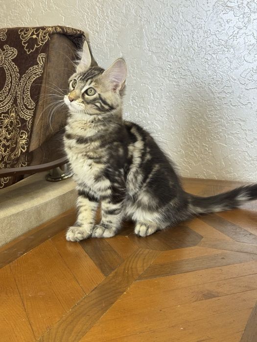 Мейн-кун котята продаётся