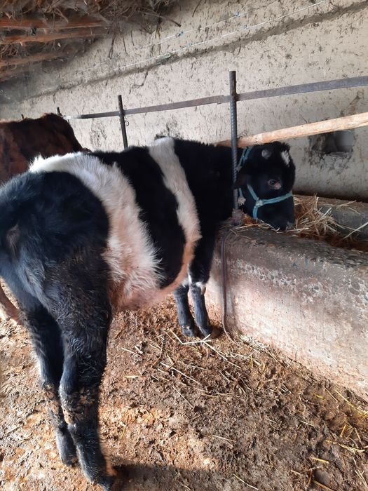 Buqala sotiladi sfatli