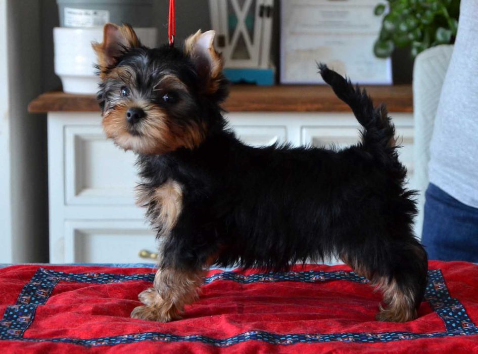 Yorkshire terrier