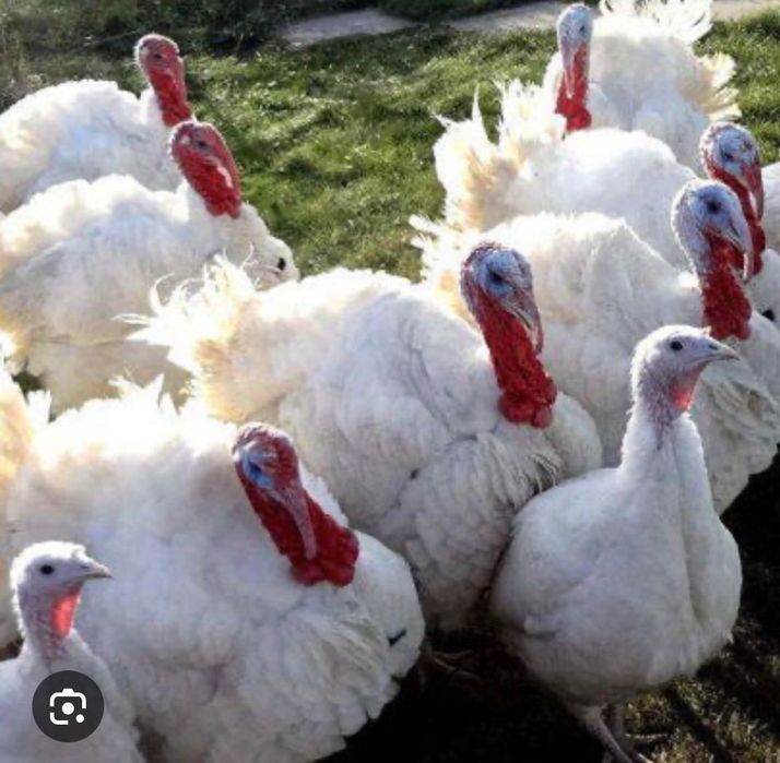 Индейка для дома и семью!!оптом