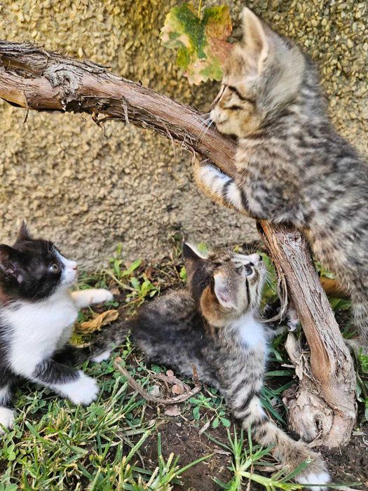 Весёлые котята ищут добрые руки