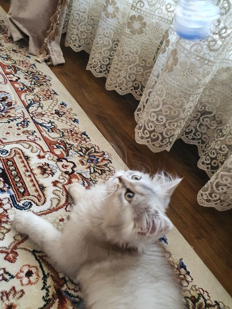 Persian Chinchilla