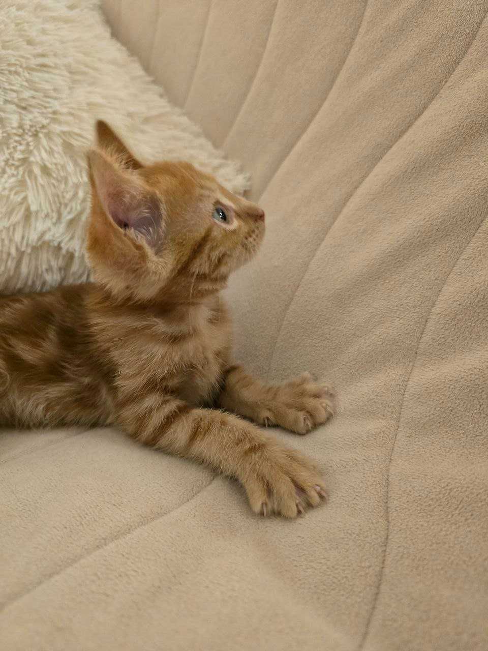 Галящо женско котенце с окраска на дива котка търси дом