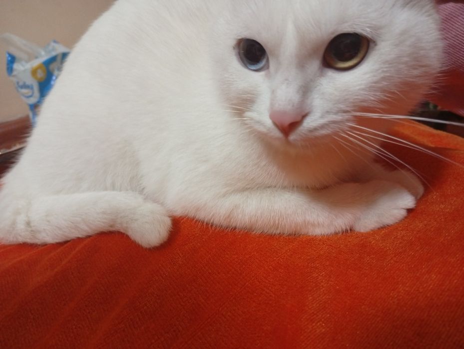 Zotdor mushuk koʻzi ikki xil